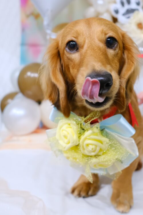 帯広市のトリミングサロンりとるぱうずミニチュアダックスのフォトサービス