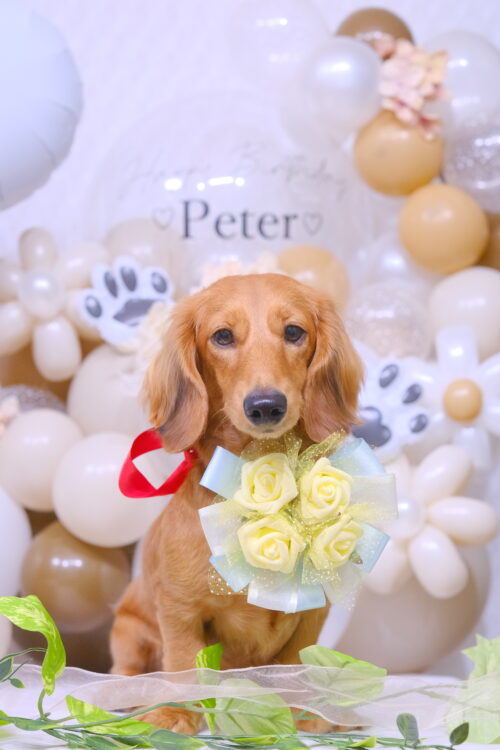 帯広市トリミングサロンりとるぱうず愛犬ミニチュアダックスのバースデーフォト