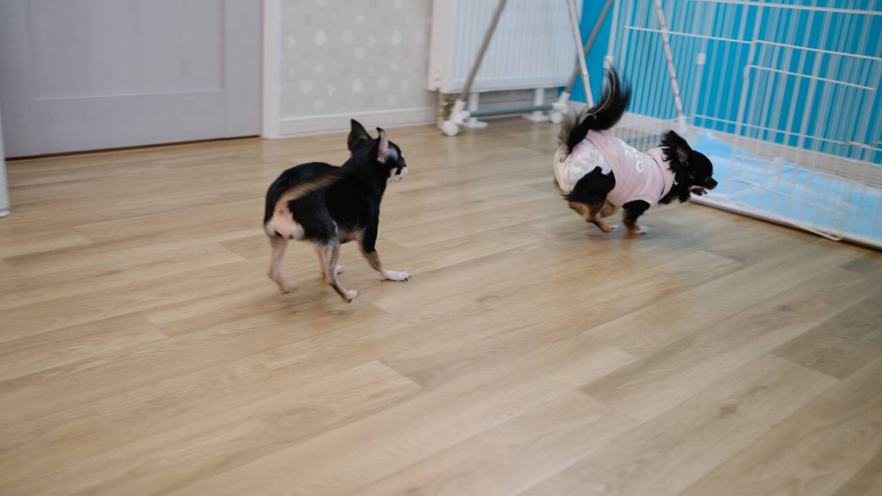 十勝帯広市のトリミングサロンりとるぱうずの撮影サービス