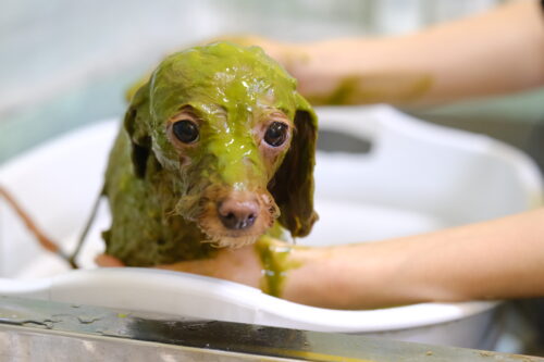 帯広市のトリミングサロンDog Salon りとるぱうずハーブパック中のトイプードル