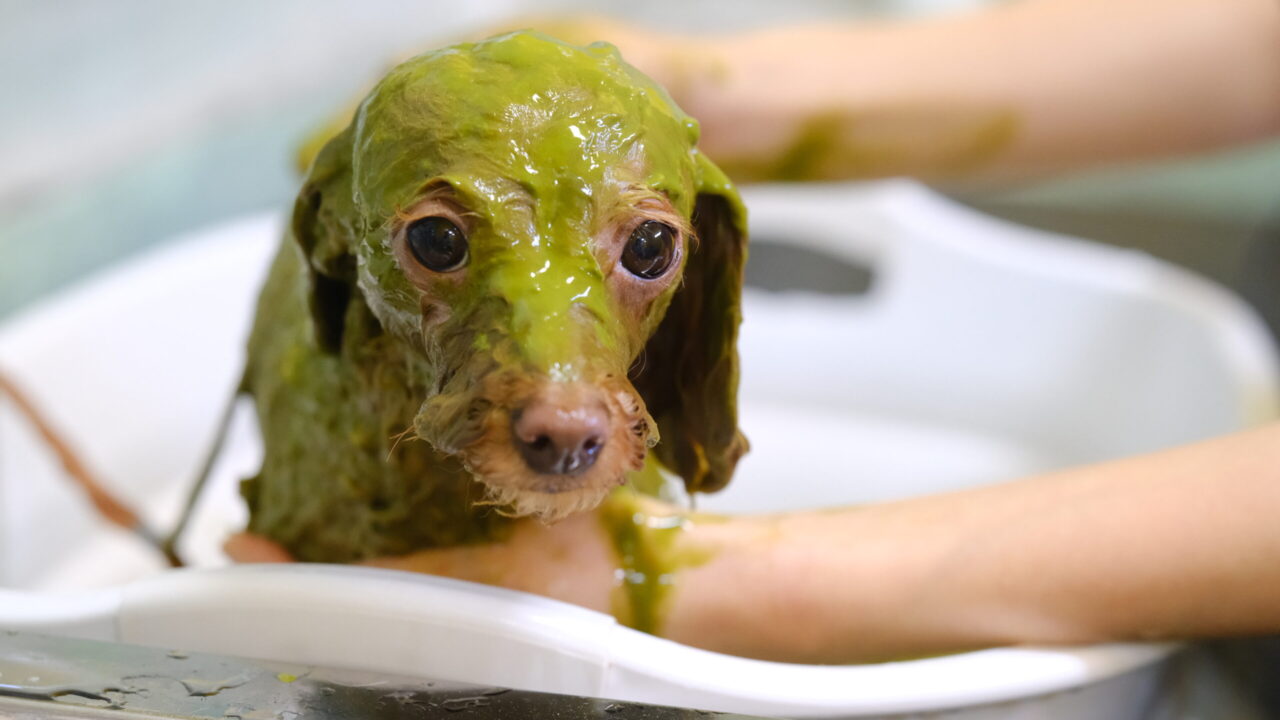 十勝帯広市のトリミングサロンりとるぱうずのアーユルヴェーダハーブパック