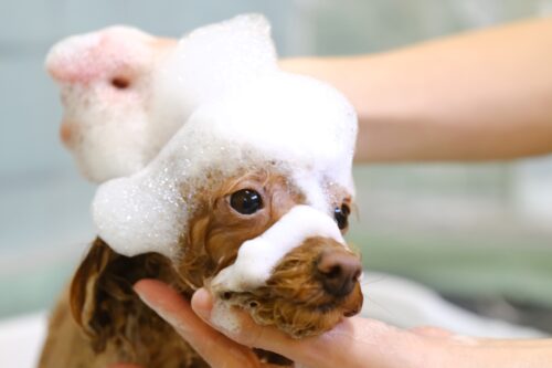 帯広市トリミングサロンりとるぱうずシャンプー中のトイプードル