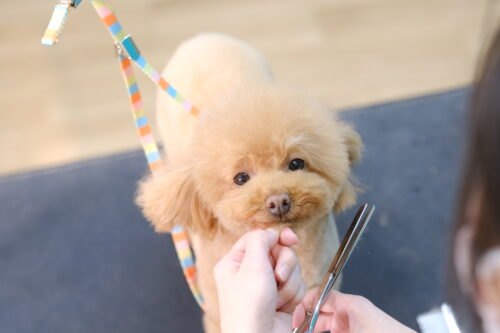 帯広市トリミングサロンりとるぱうずトリミング中のトイプードル