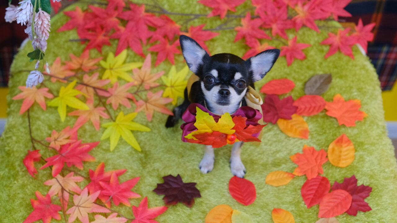 十勝帯広市のトリミングサロンりとるぱうずトイプードルのデザインカット