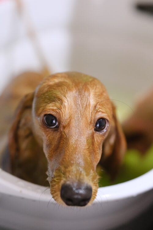 帯広市トリミングサロンりとるぱうずハーブパック中のミニチュアダックス