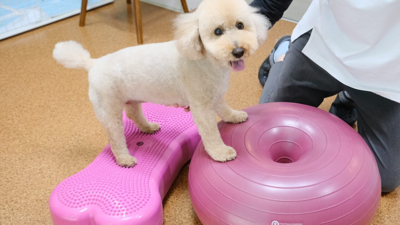 帯広市のトリミングサロン、ペットホテルのりとるぱうずバランスボールリハビリ