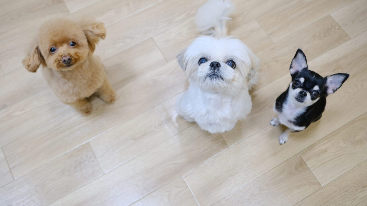 十勝帯広市のトリミングサロンりとるぱうずシーズーのカット