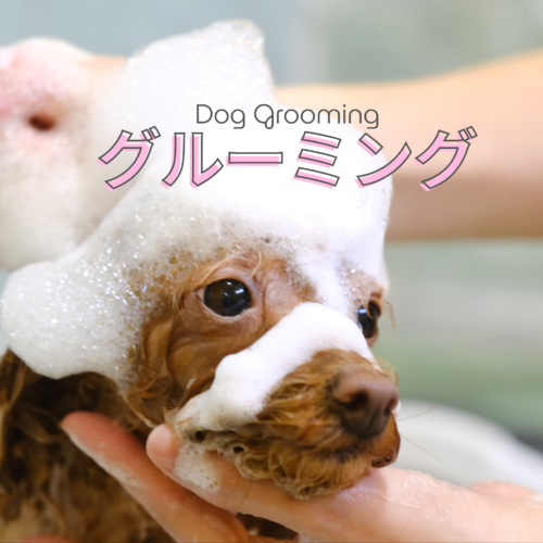帯広市のトリミングサロンりとるぱうずグルーミングのご案内