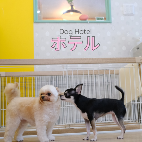 帯広市のトリミングサロンりとるぱうずのホテル案内