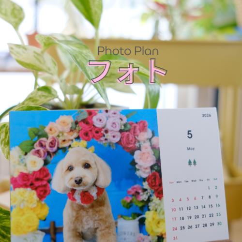 帯広市のトリミングサロンりとるぱうずフォトプランのご案内